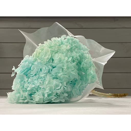 Turquoise (стабилизированная) Гортензия