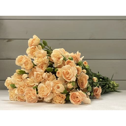 Peach Гвоздика кустовая
