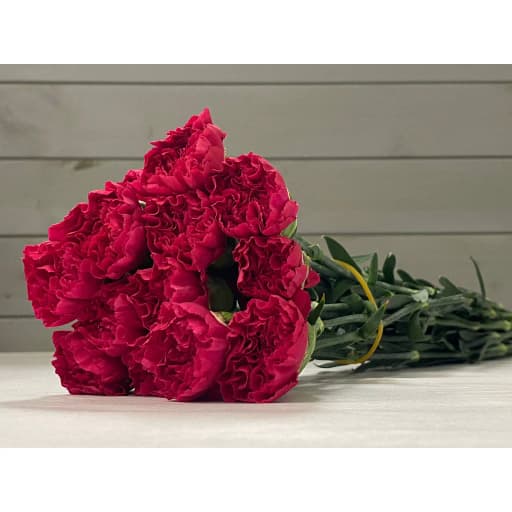 Carnation hot pink Гвоздика