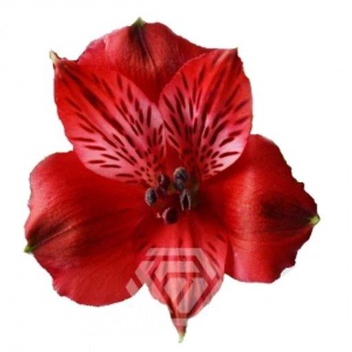 RED ROMANCE Альстромерия