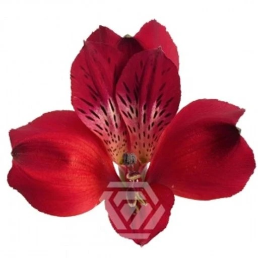 RED RED QUEEN Альстромерия