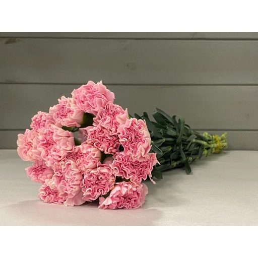 Damina Гвоздика