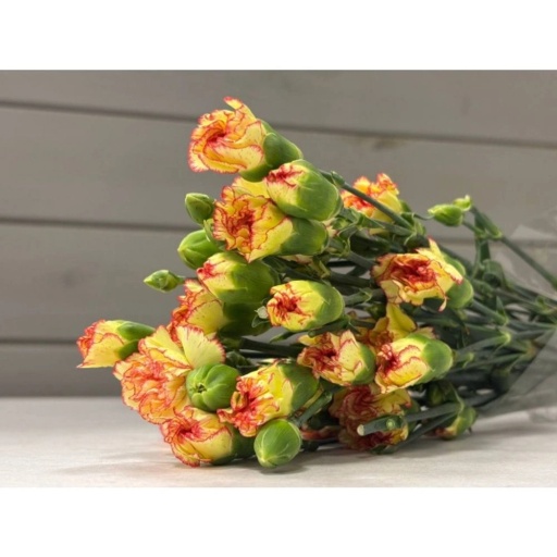 CARN TR ORANGE Гвоздика кустовая