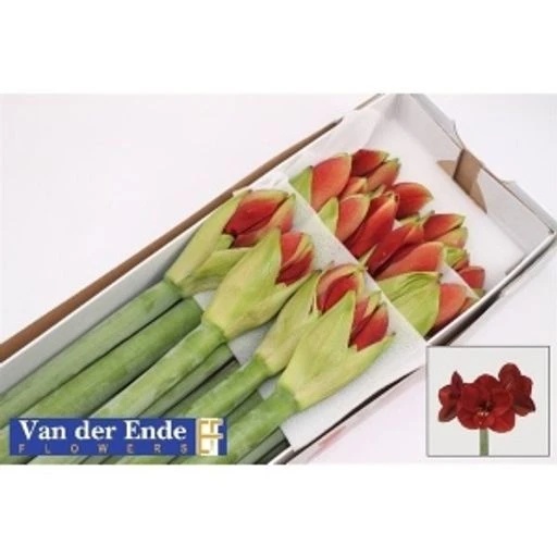 Hippeastrum ferrari Амариллис