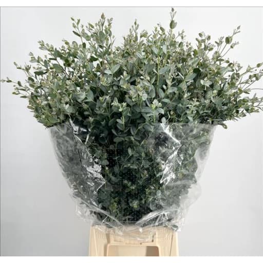 Eucalyptus Gunnii Эвкалипт