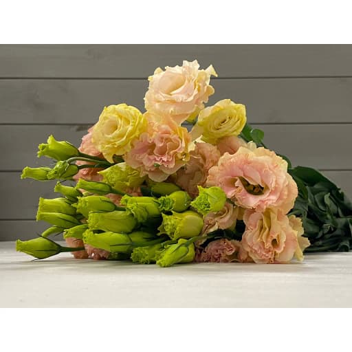 Lisianthus cream Эустома