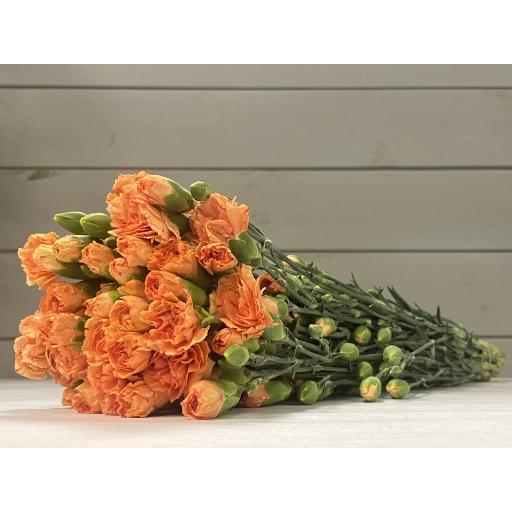 Orange Гвоздика кустовая
