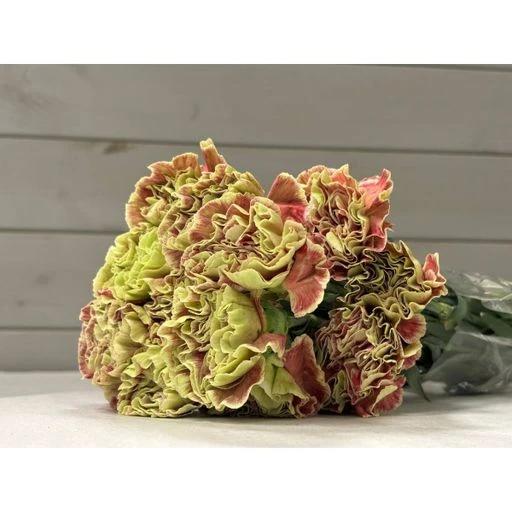 CARN WINE COVER Гвоздика