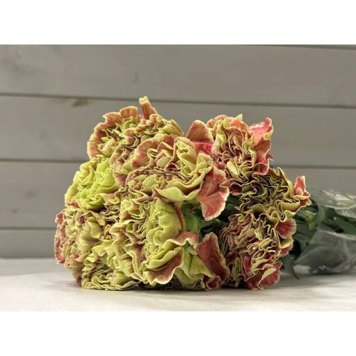 CARN WINE COVER Гвоздика