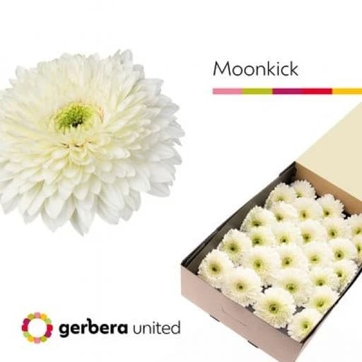Gerbera terra moon kick Гербера