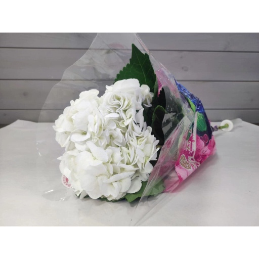 White Гортензия