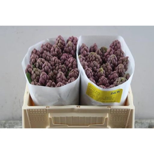 Hyacinthus anna liza Гиацинт