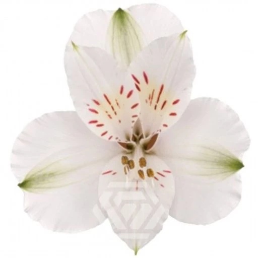 WHITE WINTERFELL Альстромерия