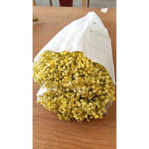 Yellow Гипсофила