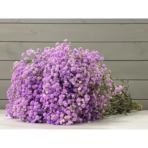 Purple Гипсофила