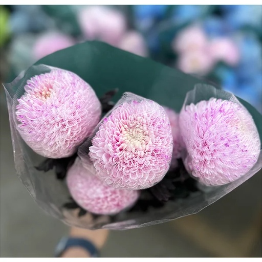 Spider Pink Хризантема одноголовая