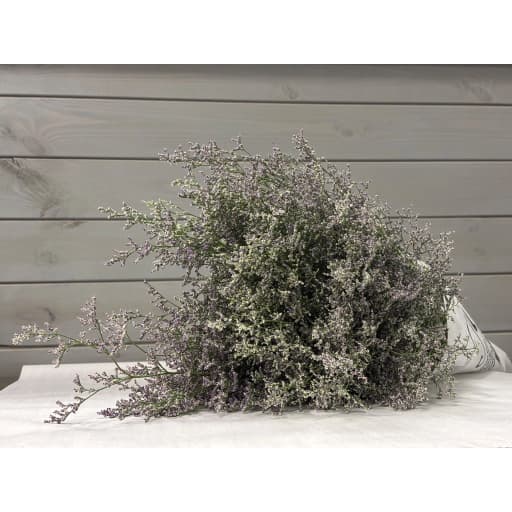 Limonium Blue Лимониум