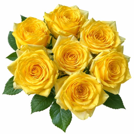 Rose yue guang man bu Роза одноголовая