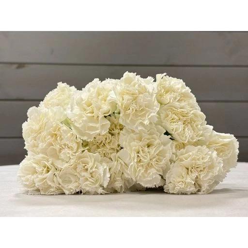 CARN WHITE Гвоздика