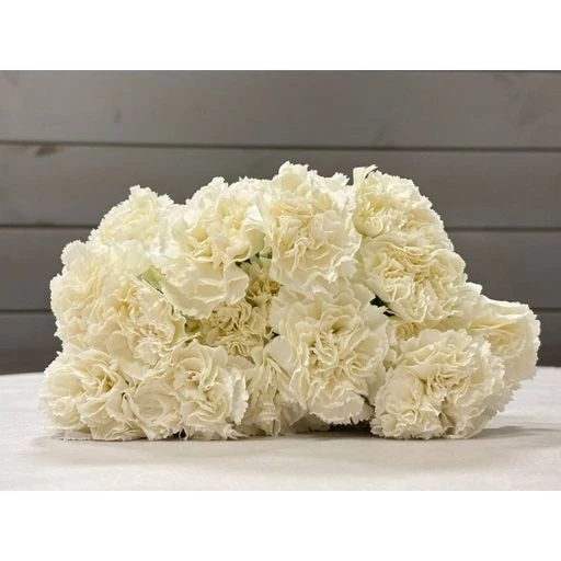 CARN WHITE Гвоздика