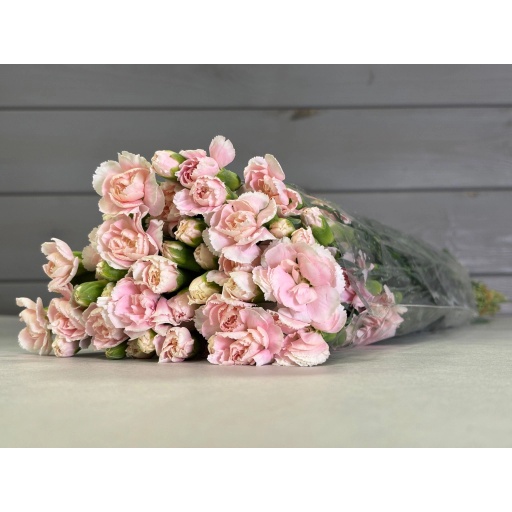 Light Pink Гвоздика кустовая