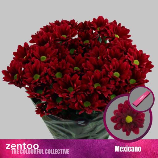 Chrys sp mexicano Хризантема кустовая