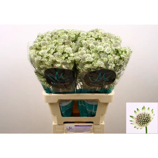 Astrantia billion stars xl Астранция