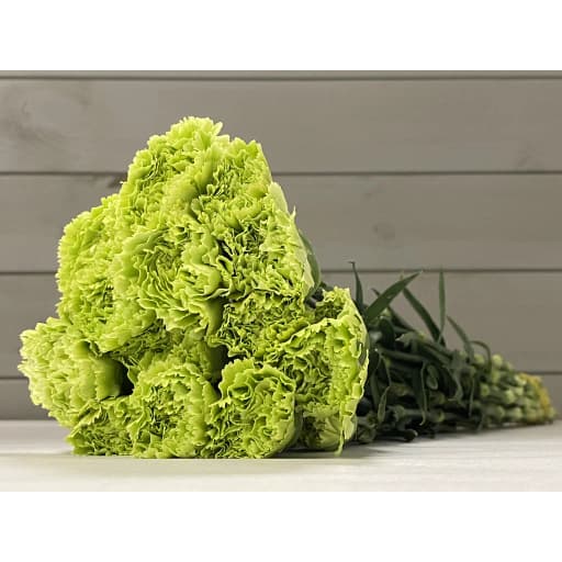Carnation lime Гвоздика