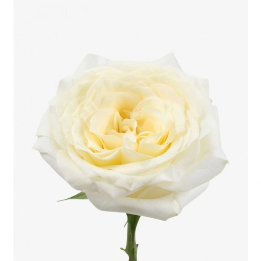 CANDLELIGHT Роза одноголовая Эквадор