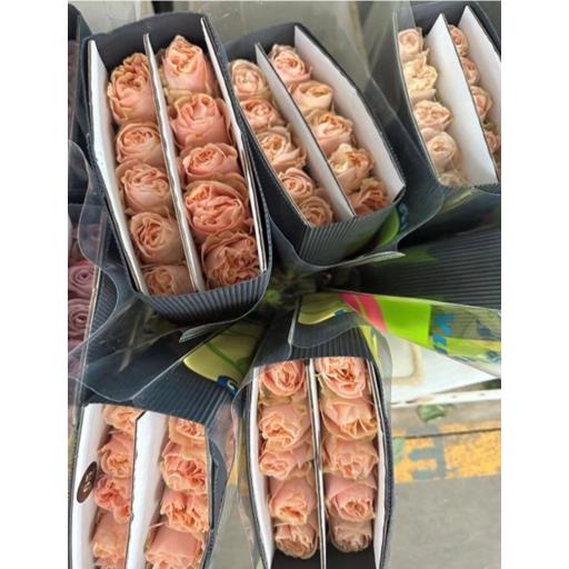 One Head Summer Surrender Роза одноголовая