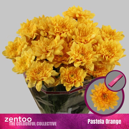 Chrys sp pastela orange Хризантема кустовая