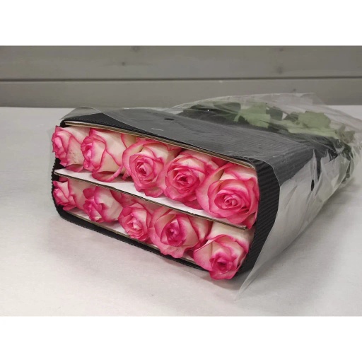 Bicolor Роза одноголовая