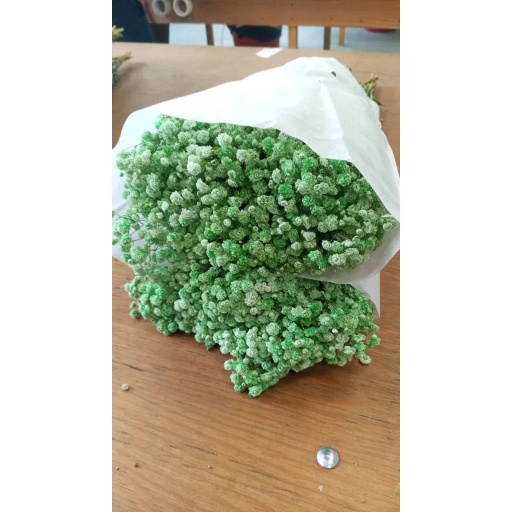 Green Гипсофила