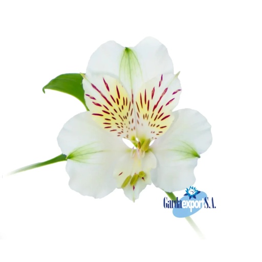 SNOW TIME Альстромерия