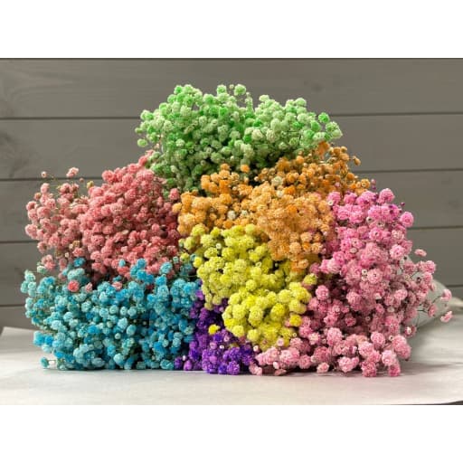 Gypsophila colorful Гипсофила