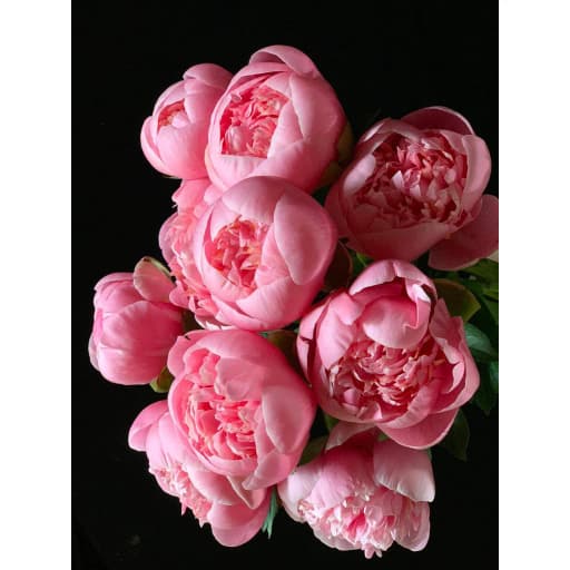 Paeonia etched salmon Пион