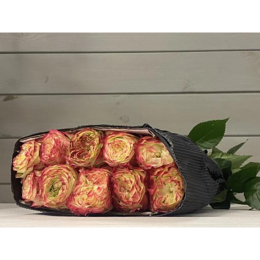 Apple Jack Роза одноголовая