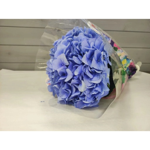 Blue Гортензия