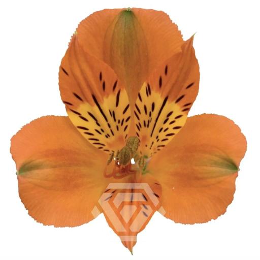ORANGE SAVANNA Альстромерия