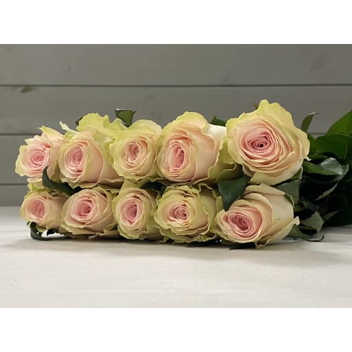 Rose dina Роза одноголовая