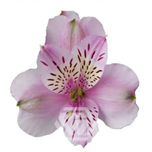 LAVENDER MILA Альстромерия