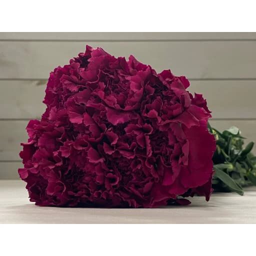 Carnation purple Гвоздика