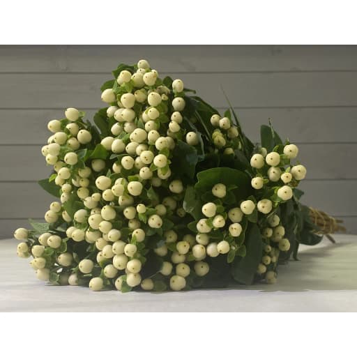 Hypericum white Гиперикум