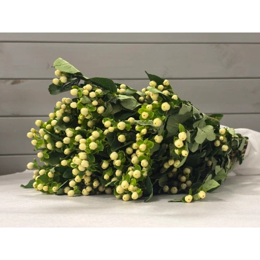 White Bean Hypericum Гиперикум
