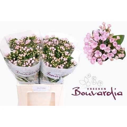 Bouvardia si sweet jewel Бувардия