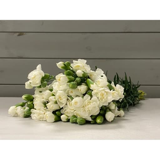 White Гвоздика кустовая