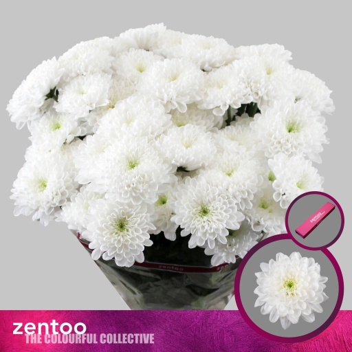 Chrys sp altaj Хризантема кустовая