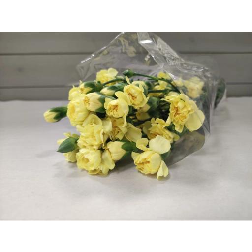 CARN TR YELLOW Гвоздика кустовая