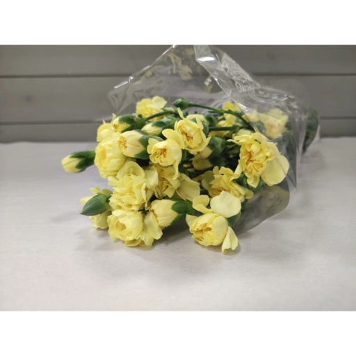 CARN TR YELLOW Гвоздика кустовая