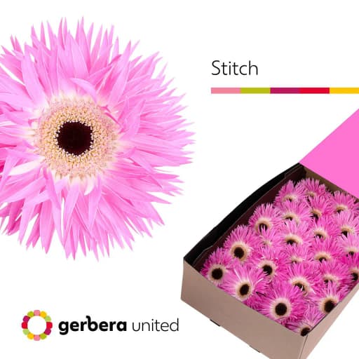 Gerbera stitch+ Гербера